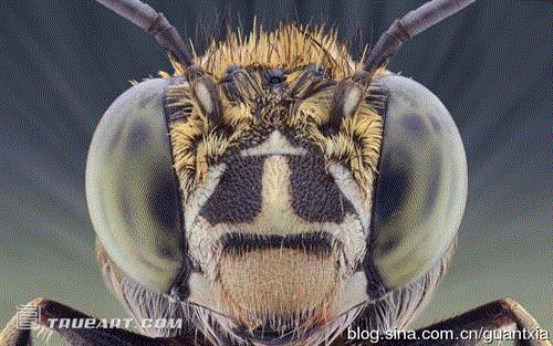 印尼摄影师微距拍昆虫酷似外星人(组图) 印尼摄影师微距拍昆虫酷似外星人(组图)