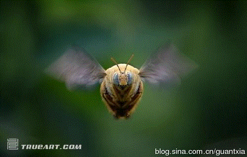印尼摄影师微距拍昆虫酷似外星人(组图) 印尼摄影师微距拍昆虫酷似外星人(组图)