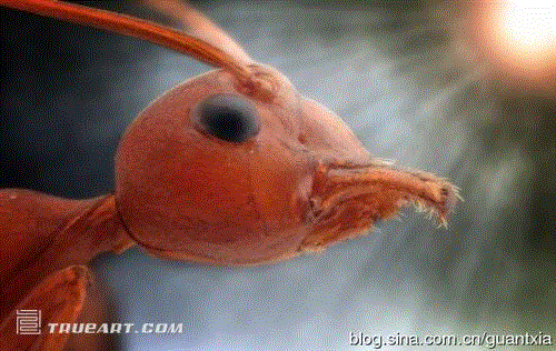 印尼摄影师微距拍昆虫酷似外星人(组图) 印尼摄影师微距拍昆虫酷似外星人(组图)