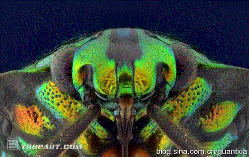 印尼摄影师微距拍昆虫酷似外星人(组图) 印尼摄影师微距拍昆虫酷似外星人(组图)