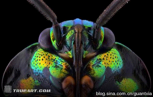 印尼摄影师微距拍昆虫酷似外星人(组图) 印尼摄影师微距拍昆虫酷似外星人(组图)