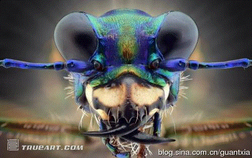 印尼摄影师微距拍昆虫酷似外星人(组图) 印尼摄影师微距拍昆虫酷似外星人(组图)