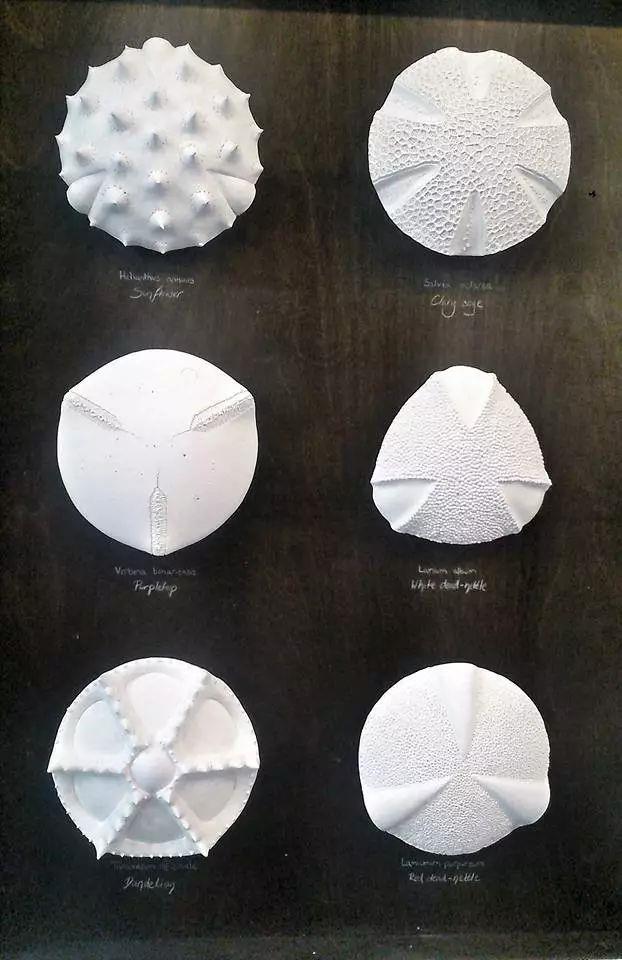 【IFA-艺术赏析】Anna Whitehouse 的黏土Inktober挑战!100天到底可以改变些什么?,Whitehouse,黏土,IFA,Anna,图案,粘土,英国,陶瓷,哈罗盖特,Harrogate