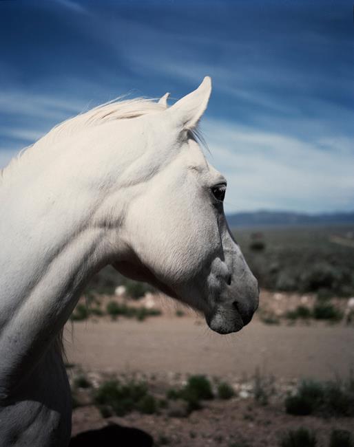 【SC?P｜摄影对话】Gregory Halpern：神秘的加州图景,Halpern,加州,图景,沙漠,一张照片,摄影师,Killip,编者语,洛杉矶东部,这座城市