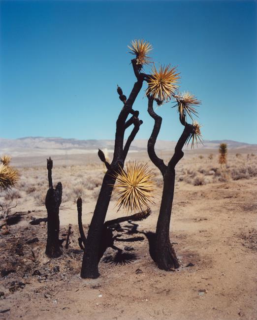【SC?P｜摄影对话】Gregory Halpern：神秘的加州图景,Halpern,加州,图景,沙漠,一张照片,摄影师,Killip,编者语,洛杉矶东部,这座城市