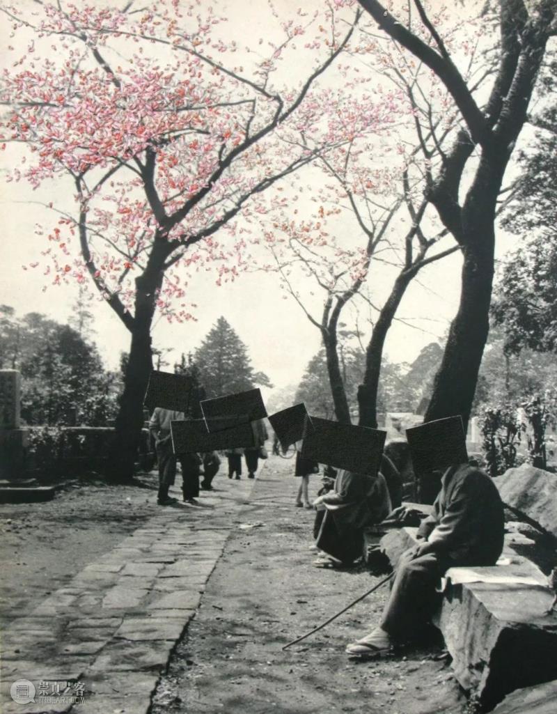Blossom in Graveyard，2009.jpg