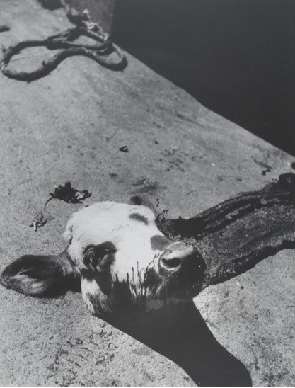 Madame d‘Ora – Seperated Calf’s Head , before 1958, from the Slaughterhouse series, gelatin silver print, 31,7 x 24,5 cm.jpg