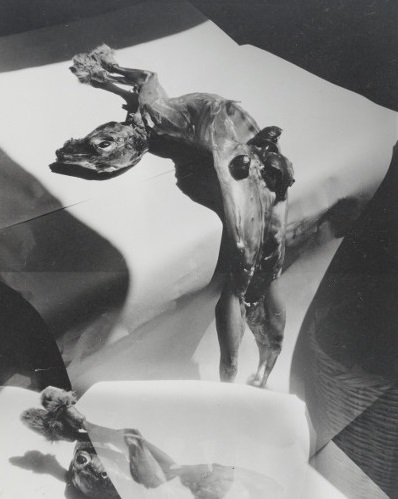 Madame d‘Ora – Skinned Rabbit Body, before 1958, from the Slaughterhouse series, gelatin silver print, 29,3 x 23,5 cm.jpg