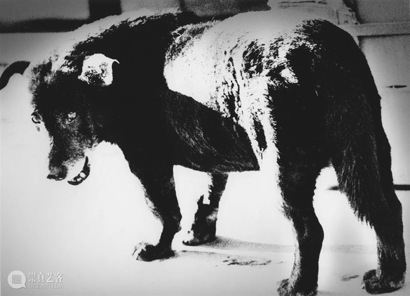 【转载】林叶丨摄影、时代与个体存在：回望日本“写真黄金一代” 写真 日本 时代 黄金一代 个体 林叶丨 林叶 三影堂摄影艺术中心 黄金 一代 崇真艺客