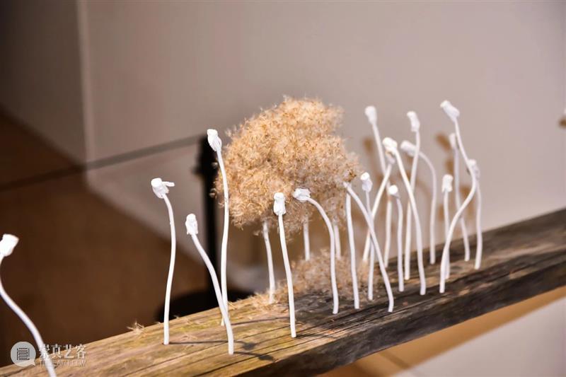 “以花之名”展览重磅揭幕 | 一花一世界 重磅 一花一世界 Flower 上海明珠美术馆 Shanghai明珠美术馆 公众 明珠美术馆 世界 各地 艺术家 崇真艺客