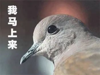 这次来广东，它俩瑟瑟发抖 视频资讯 广州大剧院 广东 动物 社会性 年龄 压力 广州 鸽子 ssfd 而今 社交 崇真艺客