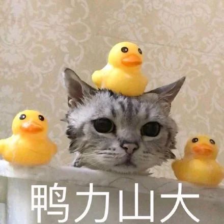 这次来广东，它俩瑟瑟发抖 视频资讯 广州大剧院 广东 动物 社会性 年龄 压力 广州 鸽子 ssfd 而今 社交 崇真艺客