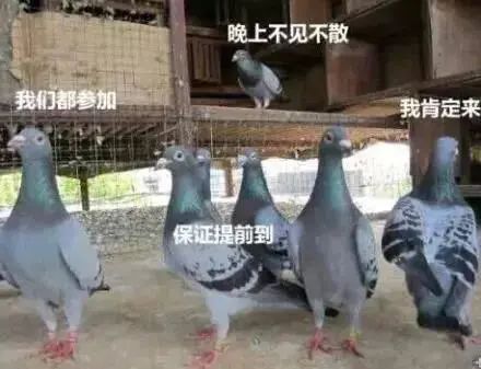 这次来广东，它俩瑟瑟发抖 视频资讯 广州大剧院 广东 动物 社会性 年龄 压力 广州 鸽子 ssfd 而今 社交 崇真艺客
