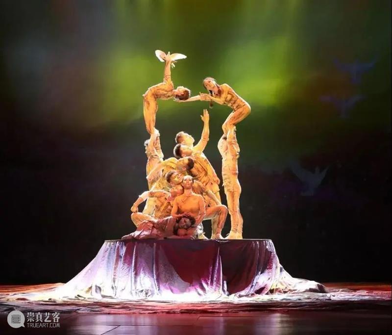 这次来广东，它俩瑟瑟发抖 视频资讯 广州大剧院 广东 动物 社会性 年龄 压力 广州 鸽子 ssfd 而今 社交 崇真艺客
