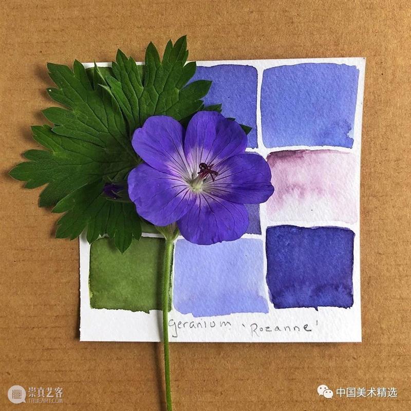向植物学习配色  中国美术精选 配色 植物 大自然 色彩 作品 花园 颜色 自然元素 树枝 花朵 崇真艺客