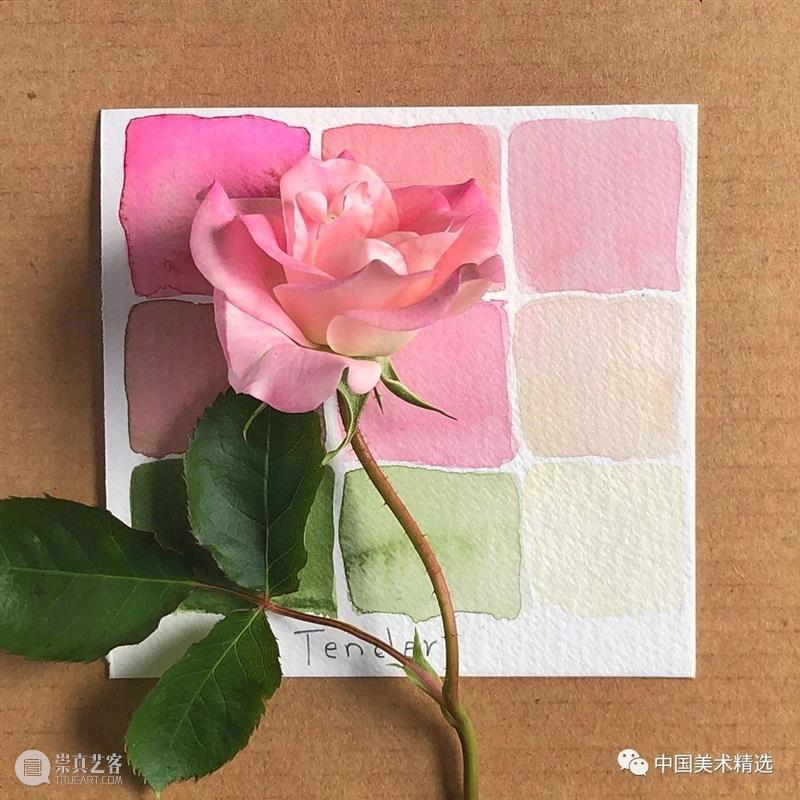 向植物学习配色  中国美术精选 配色 植物 大自然 色彩 作品 花园 颜色 自然元素 树枝 花朵 崇真艺客
