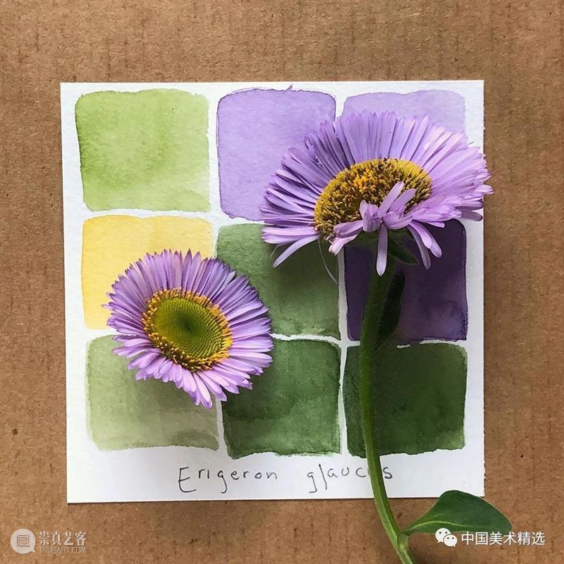 向植物学习配色  中国美术精选 配色 植物 大自然 色彩 作品 花园 颜色 自然元素 树枝 花朵 崇真艺客
