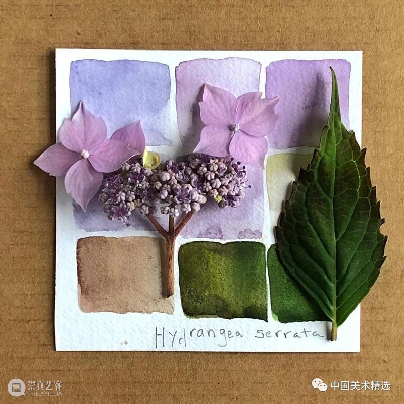 向植物学习配色  中国美术精选 配色 植物 大自然 色彩 作品 花园 颜色 自然元素 树枝 花朵 崇真艺客