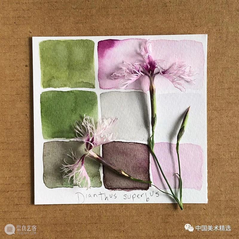 向植物学习配色  中国美术精选 配色 植物 大自然 色彩 作品 花园 颜色 自然元素 树枝 花朵 崇真艺客