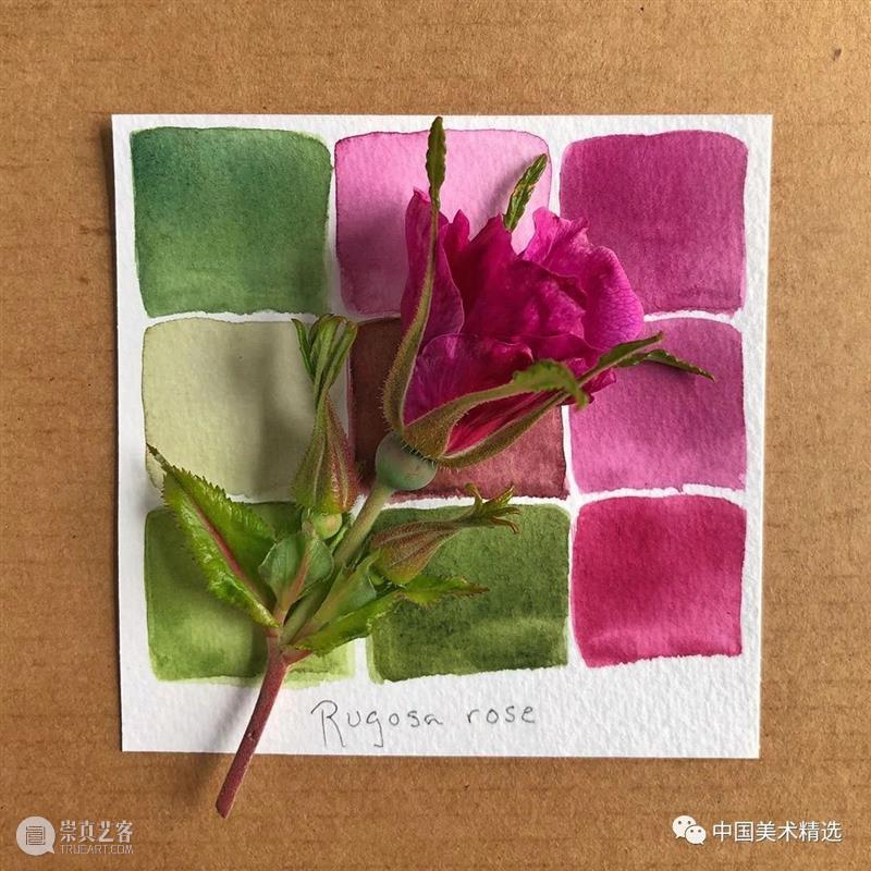 向植物学习配色  中国美术精选 配色 植物 大自然 色彩 作品 花园 颜色 自然元素 树枝 花朵 崇真艺客