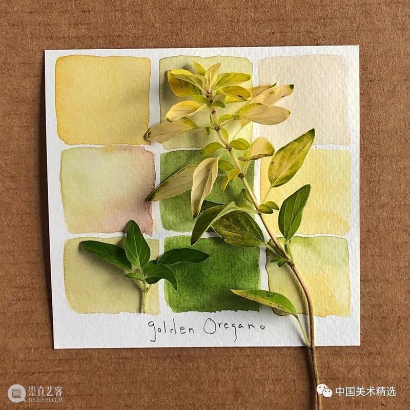 向植物学习配色  中国美术精选 配色 植物 大自然 色彩 作品 花园 颜色 自然元素 树枝 花朵 崇真艺客