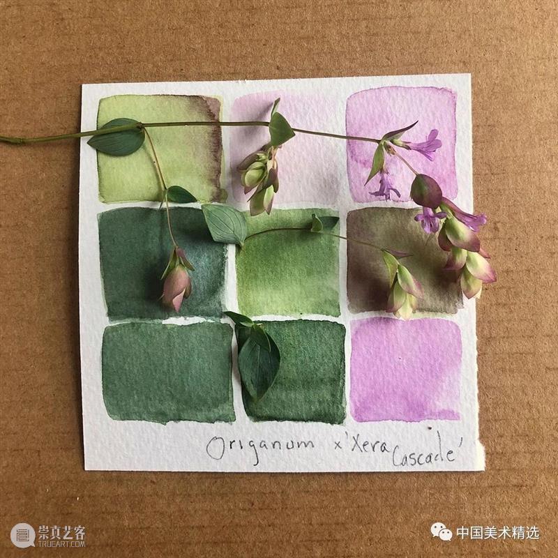 向植物学习配色  中国美术精选 配色 植物 大自然 色彩 作品 花园 颜色 自然元素 树枝 花朵 崇真艺客