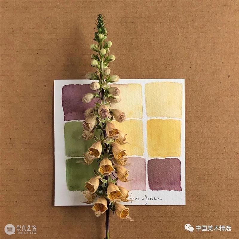 向植物学习配色  中国美术精选 配色 植物 大自然 色彩 作品 花园 颜色 自然元素 树枝 花朵 崇真艺客