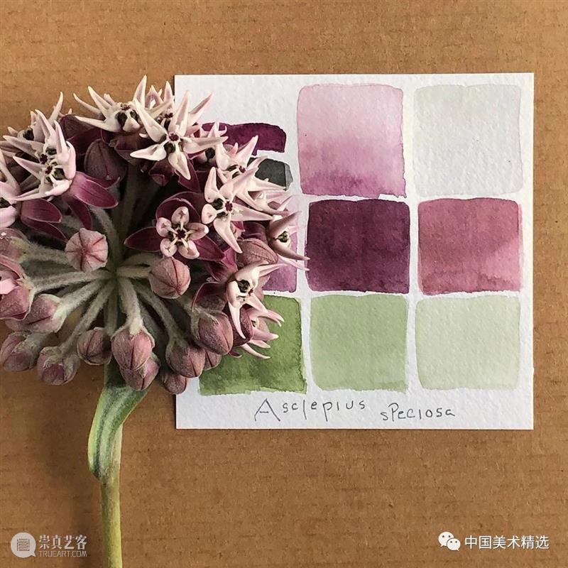 向植物学习配色  中国美术精选 配色 植物 大自然 色彩 作品 花园 颜色 自然元素 树枝 花朵 崇真艺客