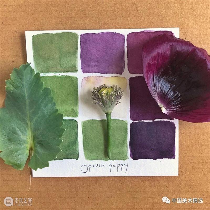 向植物学习配色  中国美术精选 配色 植物 大自然 色彩 作品 花园 颜色 自然元素 树枝 花朵 崇真艺客