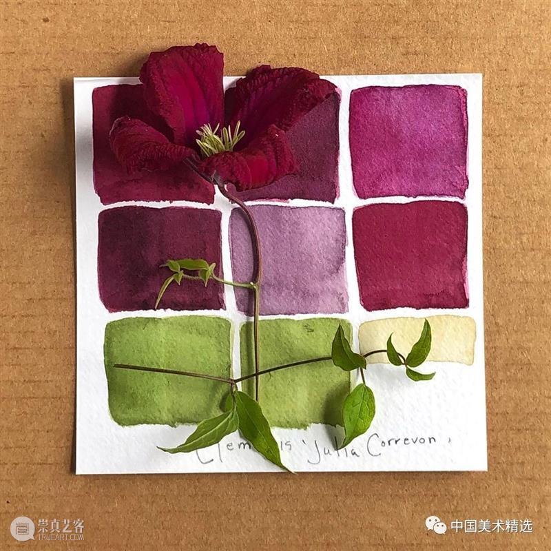 向植物学习配色  中国美术精选 配色 植物 大自然 色彩 作品 花园 颜色 自然元素 树枝 花朵 崇真艺客