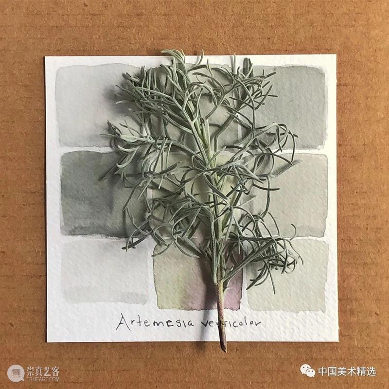 向植物学习配色  中国美术精选 配色 植物 大自然 色彩 作品 花园 颜色 自然元素 树枝 花朵 崇真艺客