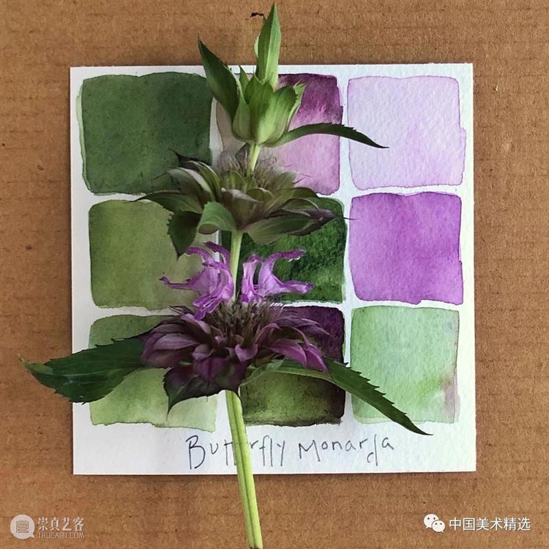 向植物学习配色  中国美术精选 配色 植物 大自然 色彩 作品 花园 颜色 自然元素 树枝 花朵 崇真艺客