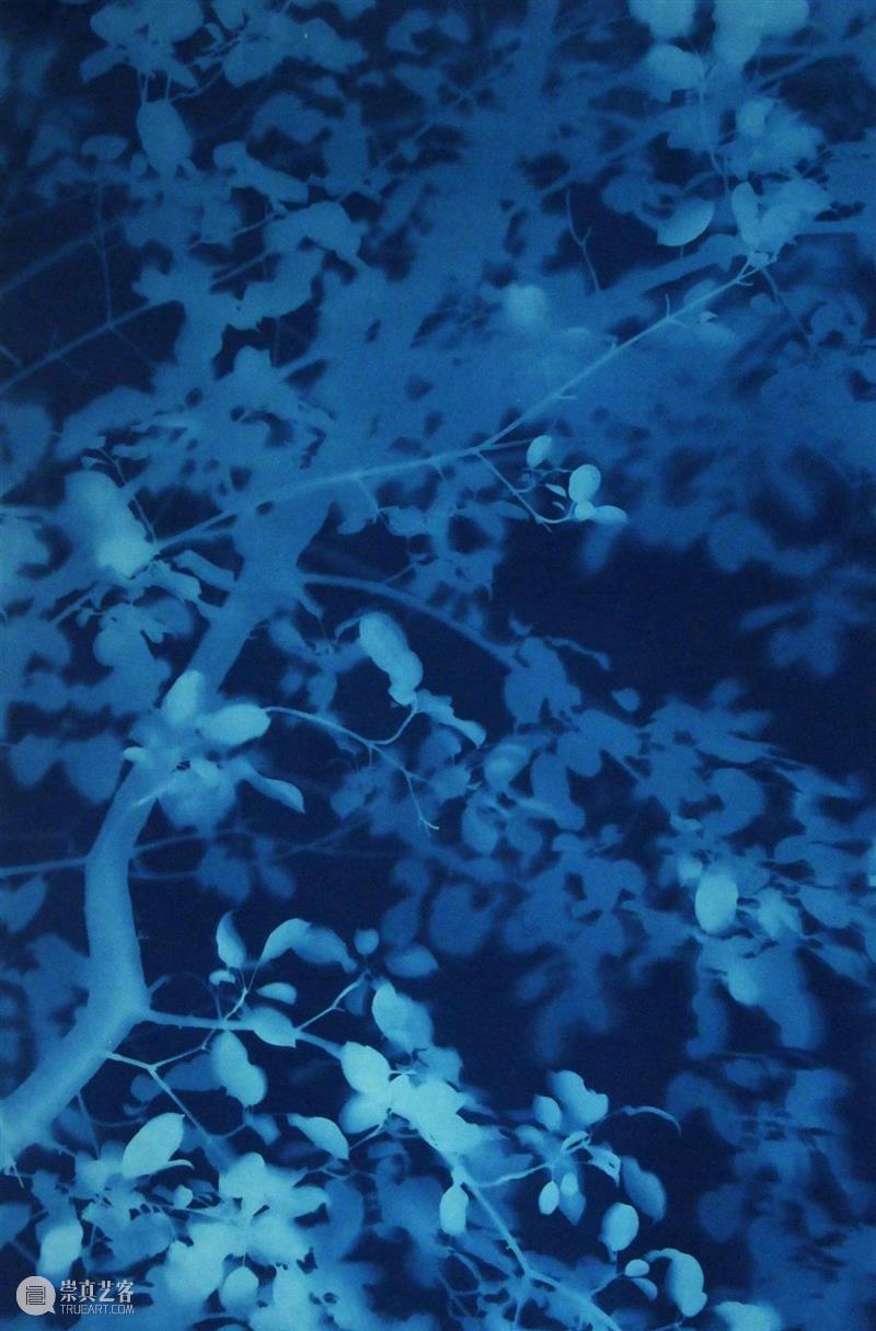 推入近景 | 汤姆·费尔斯：锚定一种充满动感与形式的回味  Xiaohui 汤姆 费尔斯 近景 动感 形式 Tom Fels 花园 树影 图片 崇真艺客