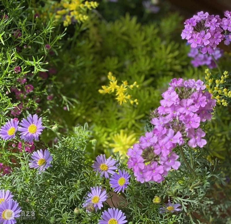 水晶 x 袁鸿访谈 | 挑好戏与“过日子” 崇真艺客