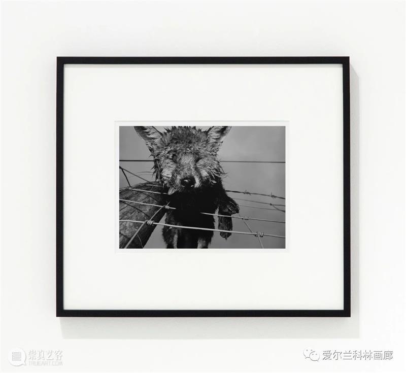 科林画廊：塞缪尔·劳伦斯·坎南 | 伊丽莎白·玛吉 双个展 塞缪尔 劳伦斯·坎南 伊丽莎白·玛吉 科林 画廊 个展 沙农 Shannon 档案 相纸 崇真艺客