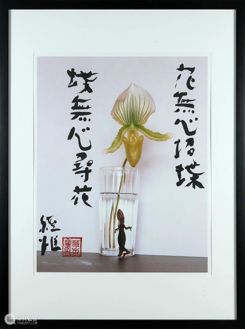 以花之名 | 荒木经惟&张子飘:花与欲望、挣扎、愉悦、狂喜及其他 荒木经惟 张子飘 欲望 明珠美术馆 公众 观众 当下 景况 诗意 花儿 崇真艺客