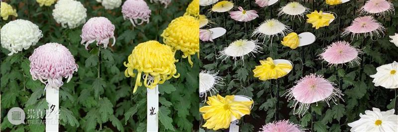 贝浩登全新线上展厅 | 尚-米歇尔·欧托尼耶“菊·绘” 贝浩登 线上 展厅 欧托尼耶 米歇尔 Kiku 局部 日本 纸上 单色 崇真艺客