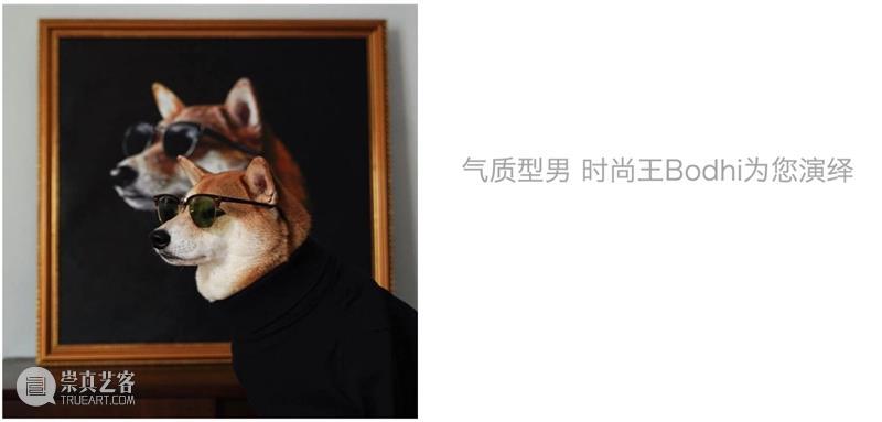 宠你上天 | 一大波软绵绵萌宠巨星袭来 萌宠 巨星 上天 大波 活动 详情 FORPETS 一家人 孩子 主子 崇真艺客