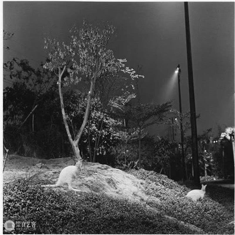 展讯 | 浪奔时代 ——馆藏影像研究展（1980-2020） 影像 时代 展讯 研究展 广东 录像 作品 文献 基础 于广东 崇真艺客