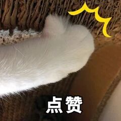 楼主周报 | 华裔导演赵婷新作夺威尼斯电影节金狮奖，《夺冠》提档 楼主 周报 夺冠 导演 威尼斯 电影节 新作 华裔 赵婷 金狮奖 崇真艺客