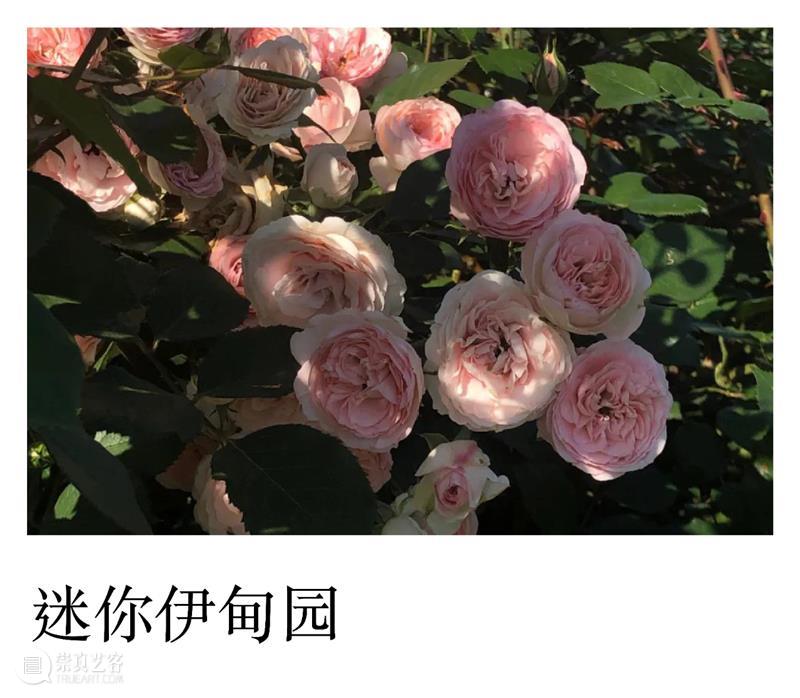PAM 跨界 Lecture｜在植物园里享受生命（文末彩蛋） 植物园 生命 PAM Lecture｜ 彩蛋 美术馆 艺术 学院 明珠美术馆 理想 崇真艺客