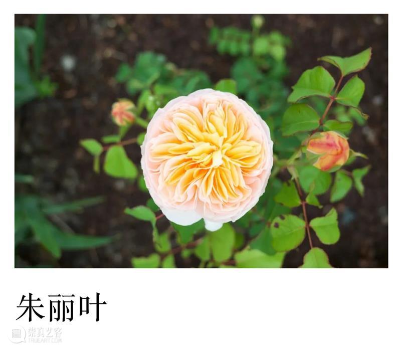 PAM 跨界 Lecture｜在植物园里享受生命（文末彩蛋） 植物园 生命 PAM Lecture｜ 彩蛋 美术馆 艺术 学院 明珠美术馆 理想 崇真艺客