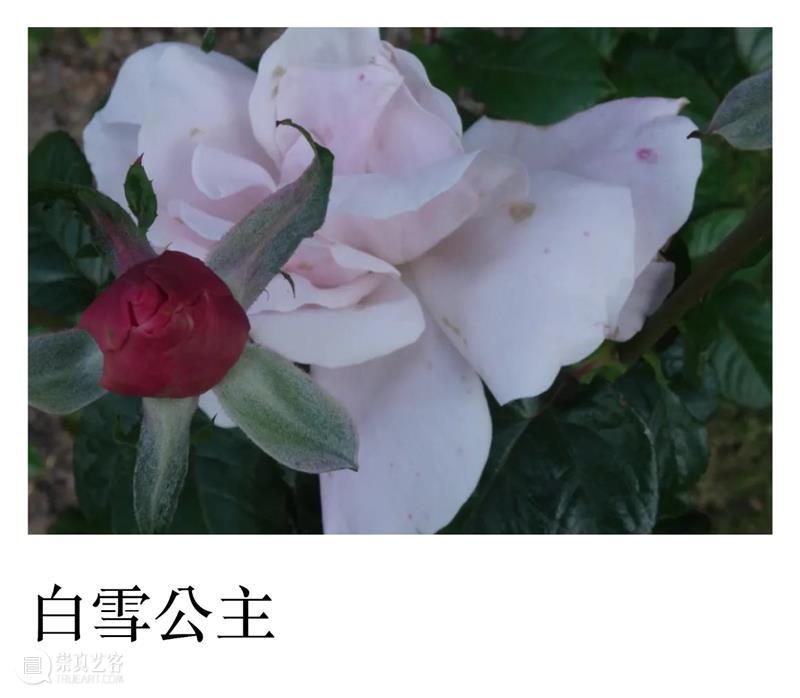 PAM 跨界 Lecture｜在植物园里享受生命（文末彩蛋） 植物园 生命 PAM Lecture｜ 彩蛋 美术馆 艺术 学院 明珠美术馆 理想 崇真艺客