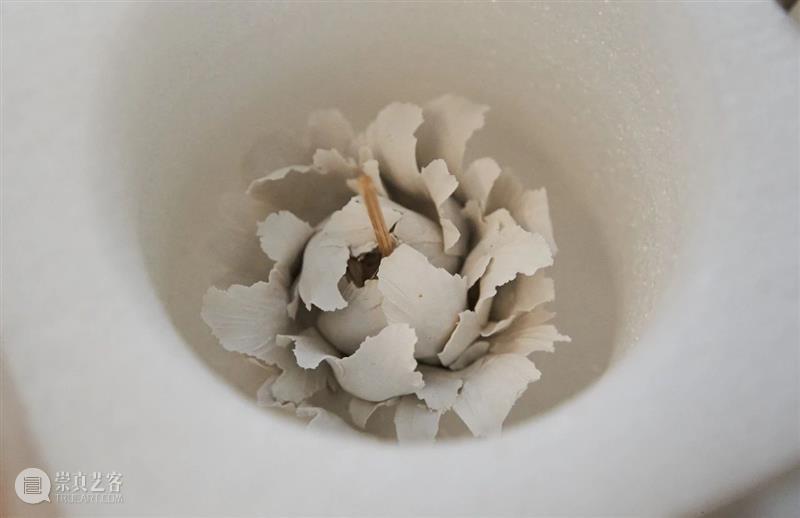 以花之名 | 孙月:用瓷土和植物,让时间可视 孙月 时间 植物 瓷土 视频 明珠美术馆 蒲公英 四方 生命 艺术家希沙姆 崇真艺客