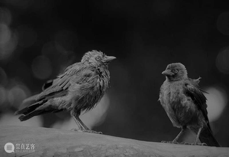 你会找到答案的，在孟京辉打造的梦里 孟京辉 答案 穴鸟 英文 jackdaw 寒鸦 体长 体型 黑色 灰色 崇真艺客