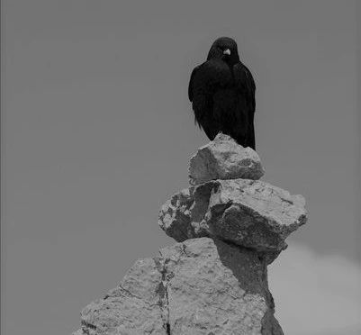 你会找到答案的，在孟京辉打造的梦里 孟京辉 答案 穴鸟 英文 jackdaw 寒鸦 体长 体型 黑色 灰色 崇真艺客