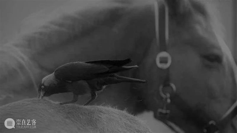 你会找到答案的，在孟京辉打造的梦里 孟京辉 答案 穴鸟 英文 jackdaw 寒鸦 体长 体型 黑色 灰色 崇真艺客