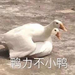 《唐探3》回归春节档；《罗小黑战记》将在日本上映 唐探3 罗小黑战记 日本 影视 好剧 小豆 疫情 唐人街探案3 官宣 2021大年初一 崇真艺客