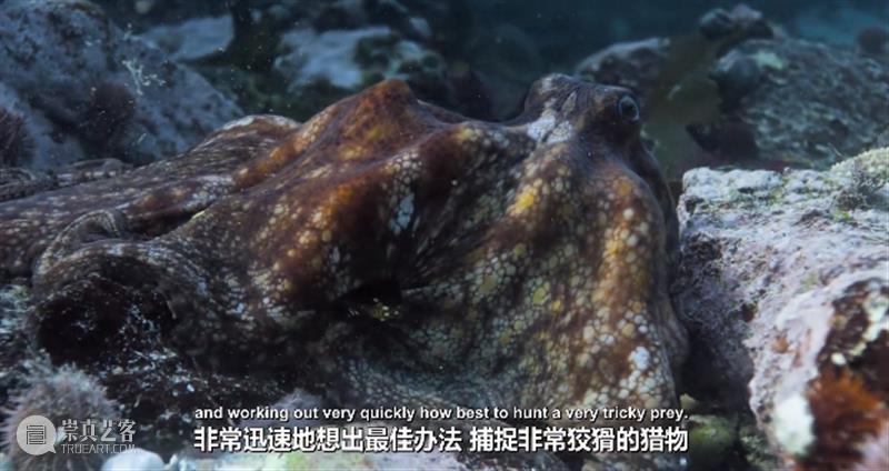 豆瓣9.3,科幻片都不敢这么拍 豆瓣 科幻片 上方 影院 页面 右上 星标 地球 海域 海流 崇真艺客
