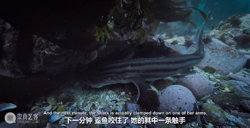 豆瓣9.3,科幻片都不敢这么拍 豆瓣 科幻片 上方 影院 页面 右上 星标 地球 海域 海流 崇真艺客